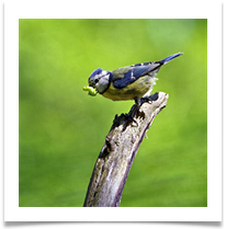 06_Blue Tit with Grub print - Chris Beesley